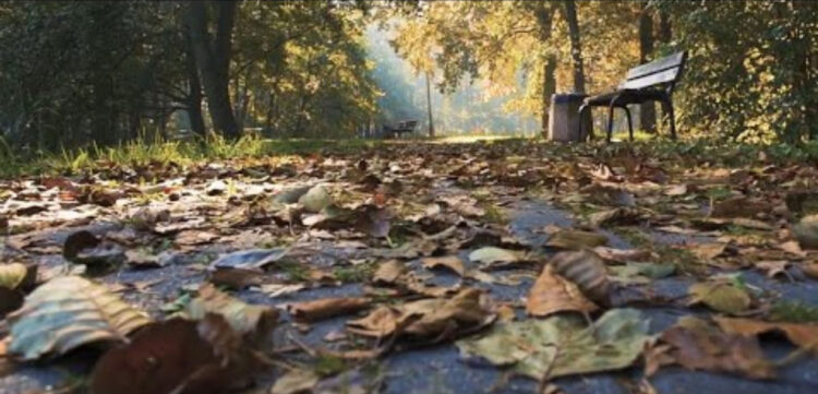 Śląska-Jesień-Gitarowa-2016